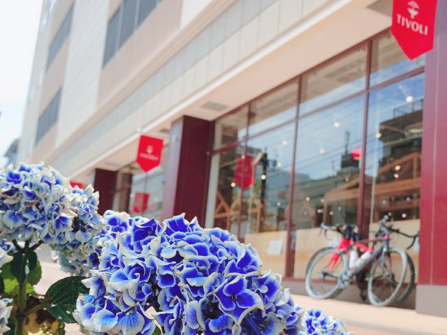 \あじさいを植えていただきました/