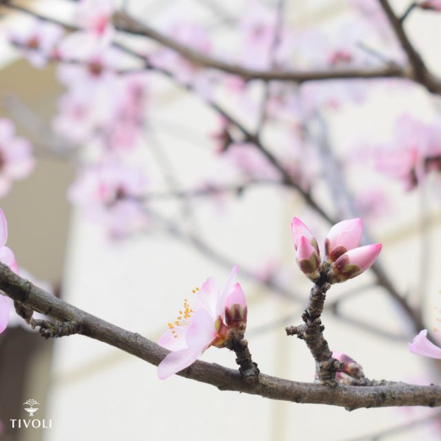 ＼🌸アーモンドの花🌸／
