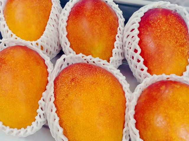 \石垣島産のマンゴー🥭/